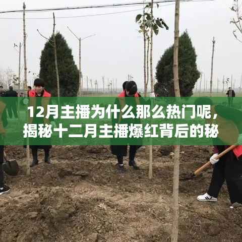 揭秘十二月主播爆红的秘密，为何冬季成为主播的热门焦点？