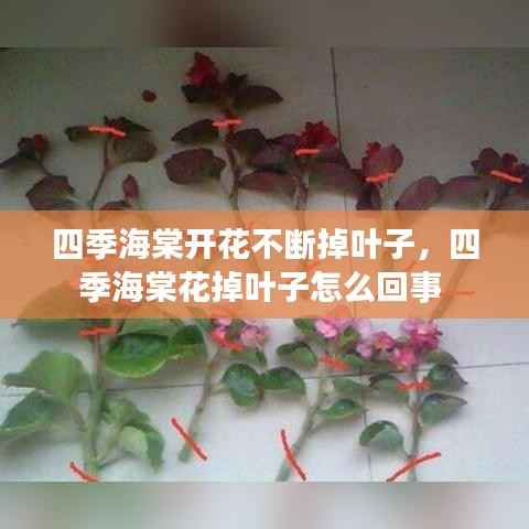 四季海棠开花不断掉叶子，四季海棠花掉叶子怎么回事 