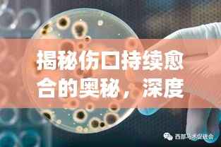 揭秘伤口持续愈合的奥秘,深度研究与探讨