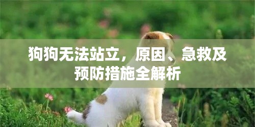 狗狗无法站立,原因、急救及预防措施全解析