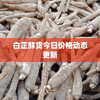 白芷鲜货今日价格动态更新