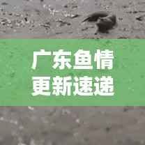 广东鱼情更新速递,今日最新动态一网打尽!