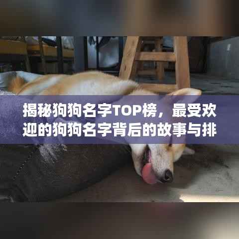 揭秘狗狗名字TOP榜,最受欢迎的狗狗名字背后的故事与排名