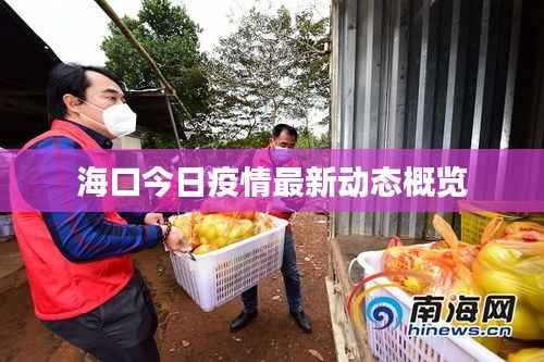 海口今日疫情最新动态概览