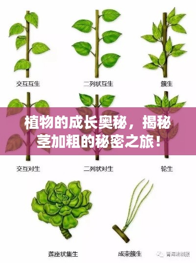 植物的成长奥秘，揭秘茎加粗的秘密之旅！