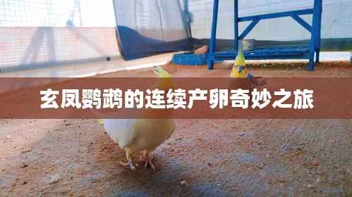 玄凤鹦鹉的连续产卵奇妙之旅