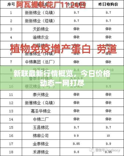 新联最新行情概览,今日价格动态一网打尽