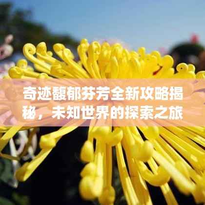 奇迹馥郁芬芳全新攻略揭秘,未知世界的探索之旅