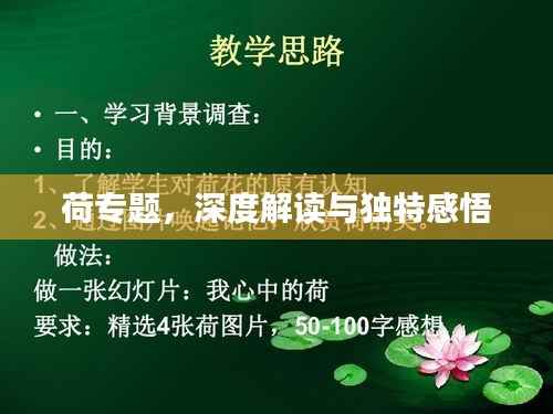 荷专题,深度解读与独特感悟